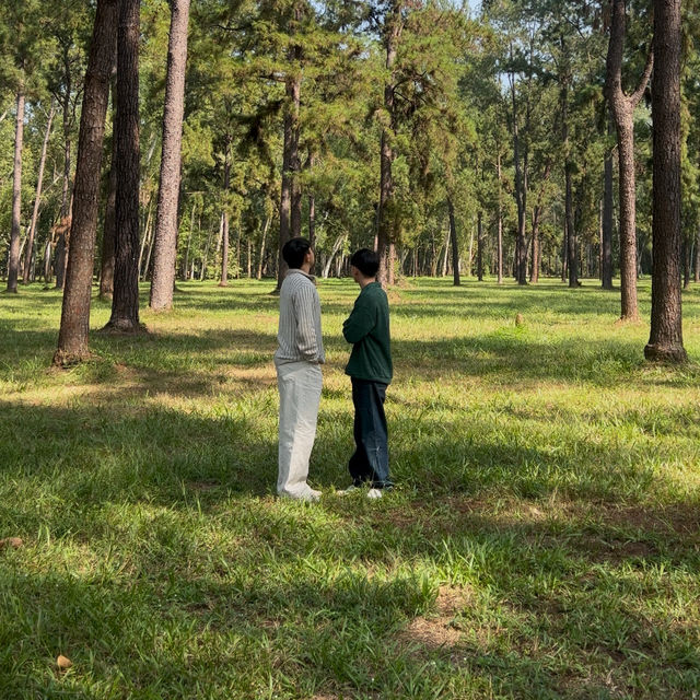 🌲 สวนสนแม่แตง จุดเช็คอินที่สายถ่ายรูปไม่ควรพลาด!