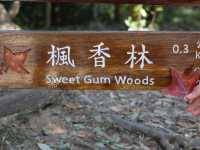 香港元朗大棠楓香林遊記 🍁🌳