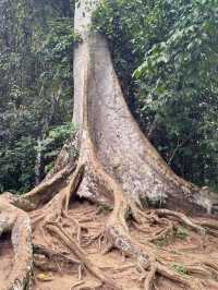 Exploring the Wild: My Adventure at Taman Negara National Park, Malaysia