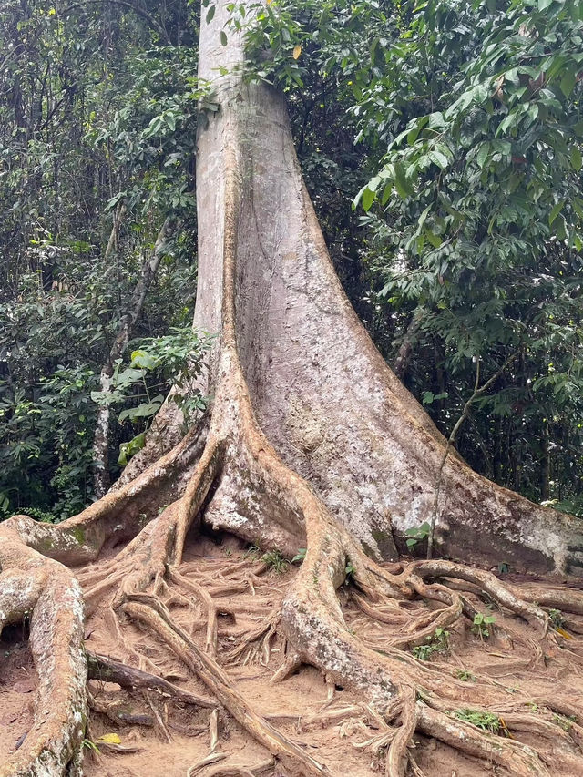 Exploring the Wild: My Adventure at Taman Negara National Park, Malaysia