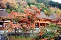 Night Photography Extravaganza -- The Kiyomizu-dera 