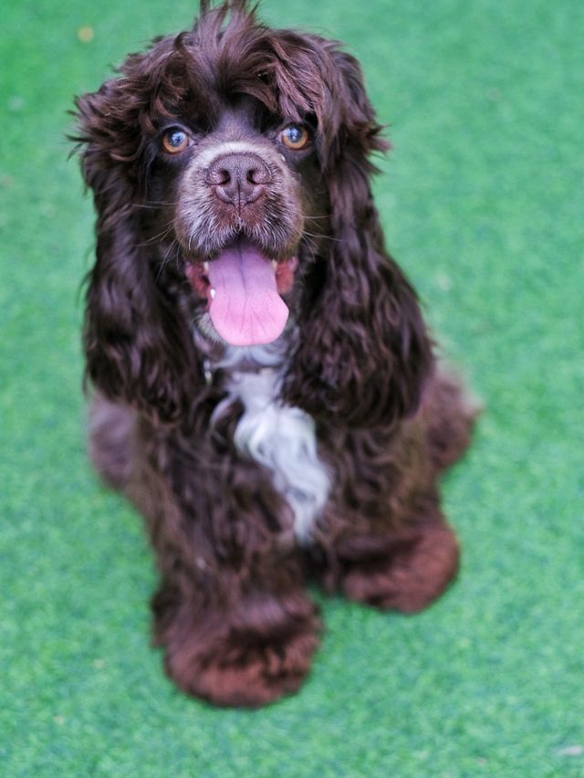 ถูกใจคนรักหมาแมว Zucca - The Pet Sanctuary & Cafe