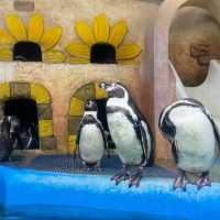墨田水族館～暢游於水下奇幻世界