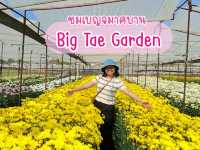 ชมสวนเบญจมาศ @ Big Tae Garden 