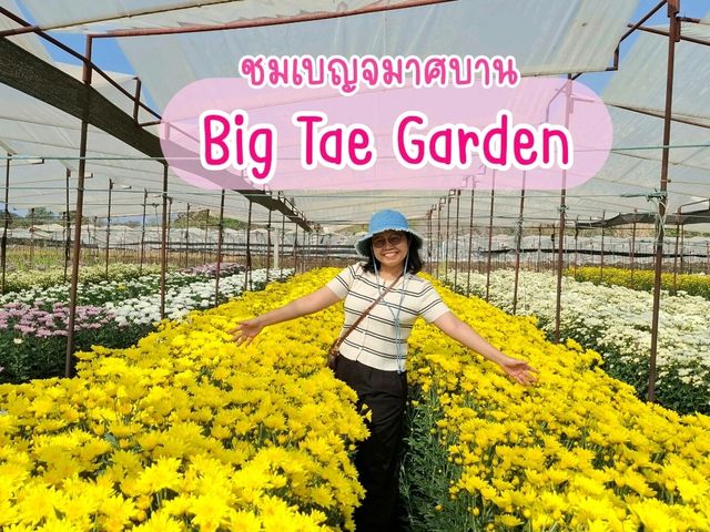 ชมสวนเบญจมาศ @ Big Tae Garden 