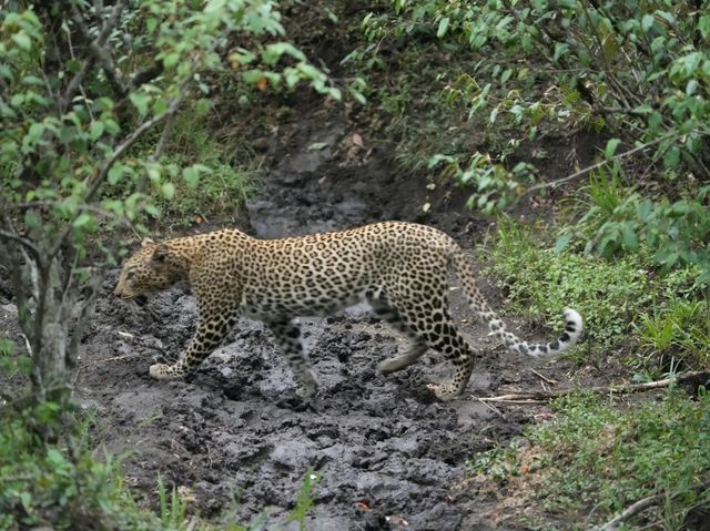 肯尼亞草原獵食者