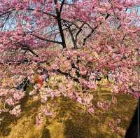 Yoyogi Park (代々木公園)