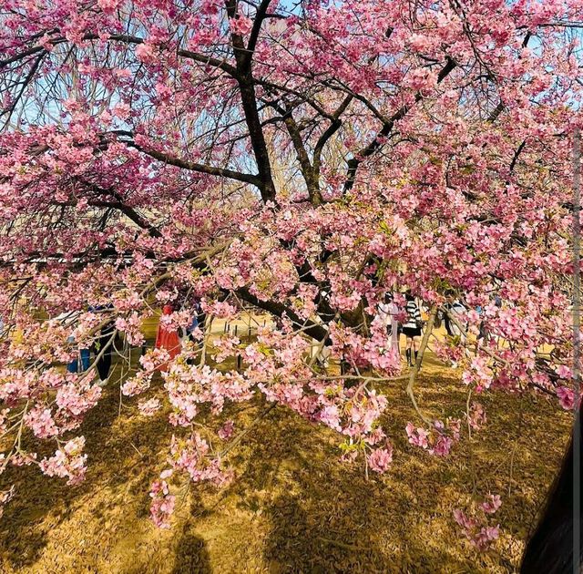 Yoyogi Park (代々木公園)