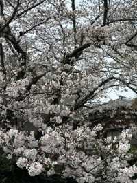 小橋小船櫻花水鄉柳川：春日的大合唱