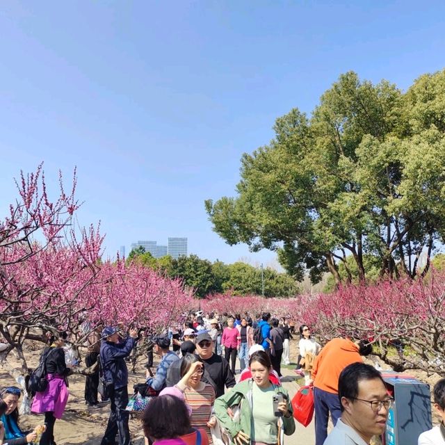 The Beauty of Plum blossoms in March on Century Park Shanghai 世紀公園
