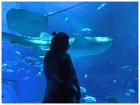 【沖縄/】超巨大ジンベイザメに会える‼︎＊沖縄美ら海水族館＊
