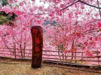 霞喀羅櫻花谷賞櫻美景
