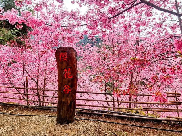 霞喀羅櫻花谷賞櫻美景
