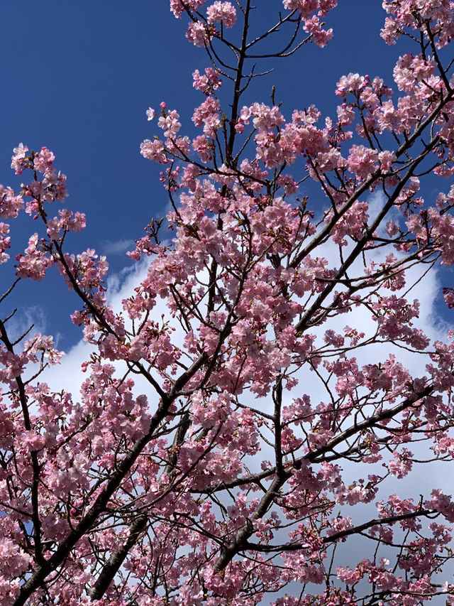 錦系公園的河津櫻：驚艷的早春絕景 🌸