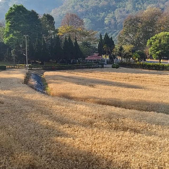ทุ่งข้าวสาลีและข้าวบาร์เลย์ที่ศูนย์วิจัยข้าวสะเมิง