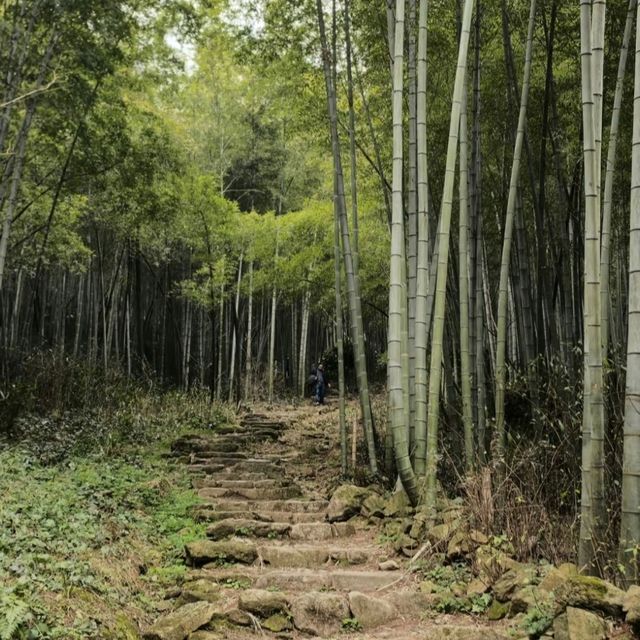 炭化木林記憶黑膠