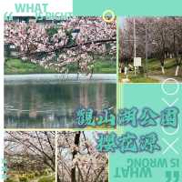 觀山湖公園•櫻花奇華