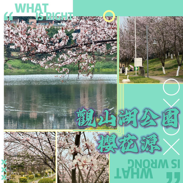 觀山湖公園•櫻花奇華