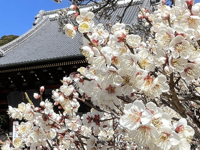 One day trip จุดท่องเที่ยวแถวนาริตะ 