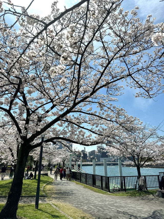 🌸 大阪櫻之宮造幣局｜雨天與晴天的交替的櫻花