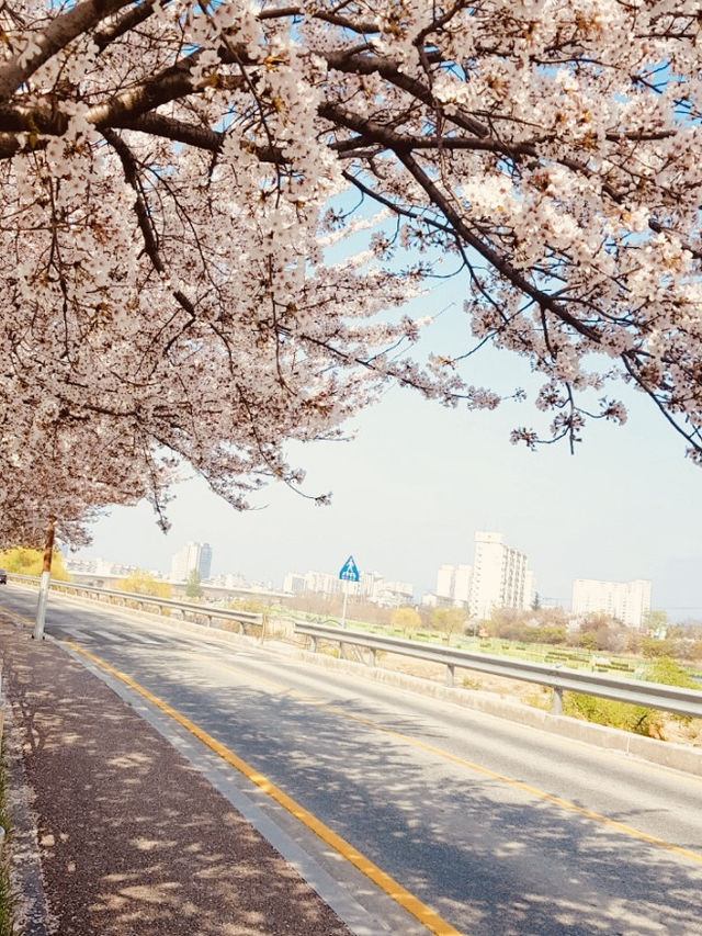 A Breathtaking View Over Gyeongpo Lake!