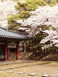 A Relaxing Stroll Through Springtime Beauty!