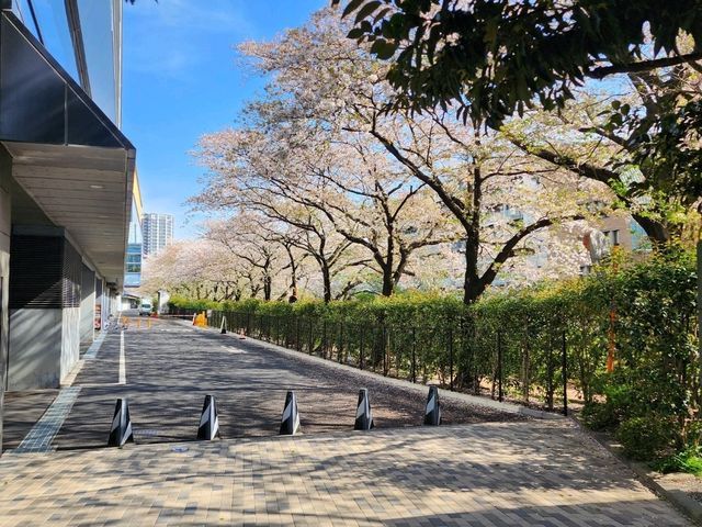 目黒川の桜が彩る春の散歩道、訪れるべき絶景スポット