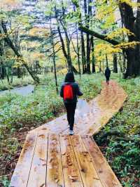 Senjogahara กับใบไม้เปลี่ยนสี ที่ Nikko คือที่สุดด