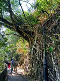 Victoria Peak Hiking, an amazing experience combining nature, history & stunning views! 