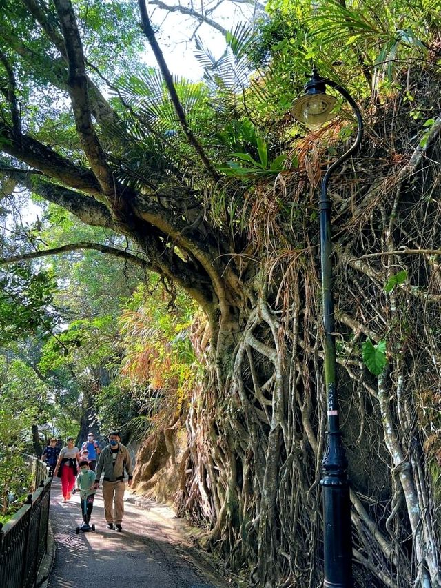 Victoria Peak Hiking, an amazing experience combining nature, history & stunning views! 