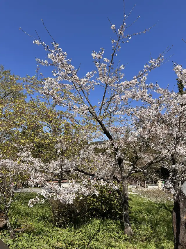 阿里山賞櫻🌸逐日之旅