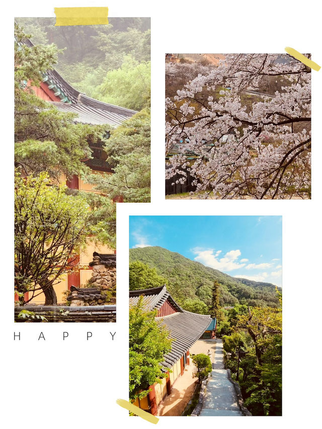 A Cultural Spring Blossom & Historical Treasure 📚🌸 