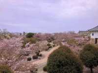Chasing Sakura at Koko-en Garden