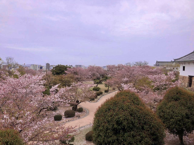 Chasing Sakura at Koko-en Garden