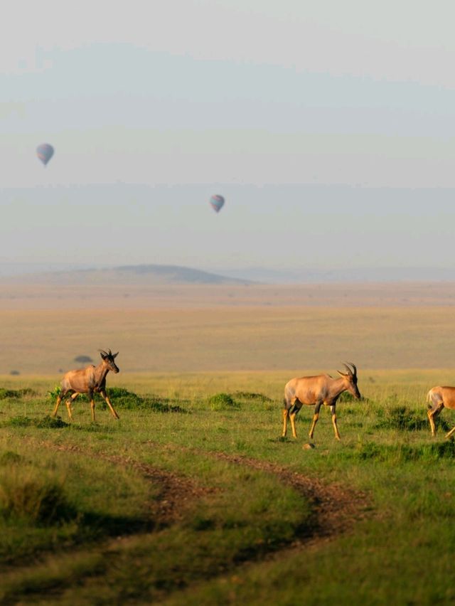 Wildlife Galore! 3 Days in the 1500km² Masai Mara!
