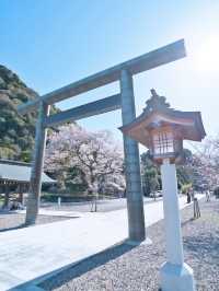 【岐阜】桜と岐阜城のコラボが最高！護國神社で歴史を感じるお花見！