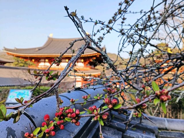 10 yen eternal splendor: Unveiling the Byodo In temple in plain sight