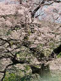 Chasing Sakura at Shimada 