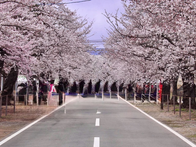 Chasing Sakura at Yonomori Cherry Blossom Tunnel