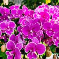 A Stroll Through Yalong Bay’s Flower & Butterfly Garden