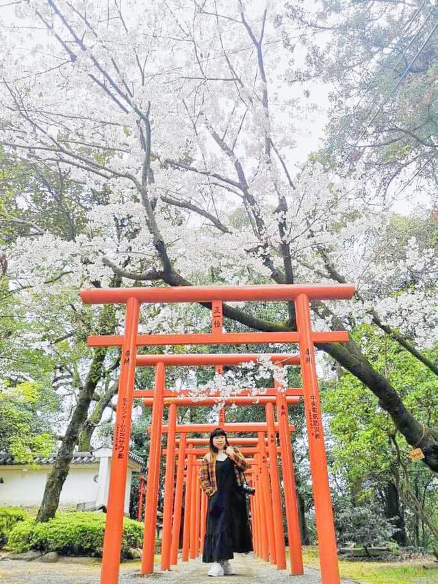 長崎賞櫻景點推薦 Omura Park大村公園