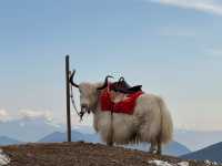 Lost in the Beauty of Yunnan: From Ancient Towns to Snowy Peaks! ❄🏯🌿