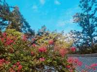 Spring's Serene Blossom