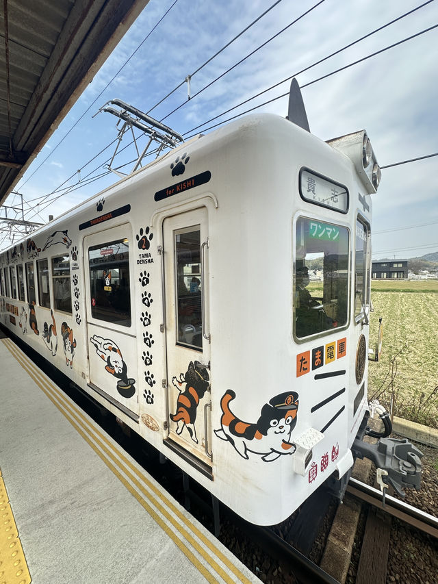 เที่ยว 1 Day ไปนั่งรถไฟหานายสถานีแมวที่วาคายะมะ