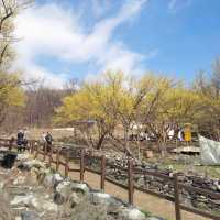 노란꽃이 만개한 이천 산수유축제