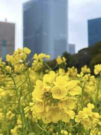 Spring at Hamarikyu Gardens🌼