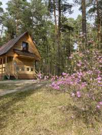 🌺 Spring Rhododendron on Altai