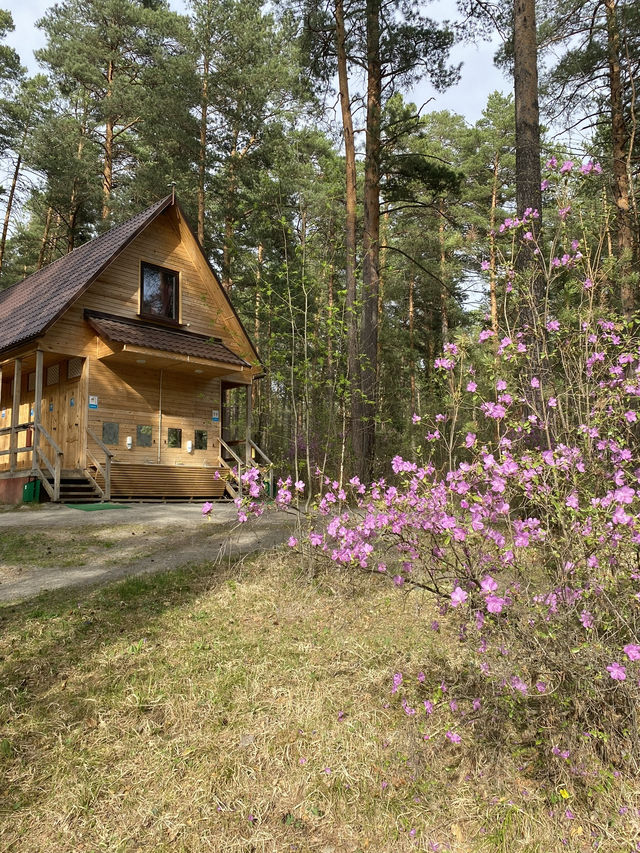 🌺 Spring Rhododendron on Altai
