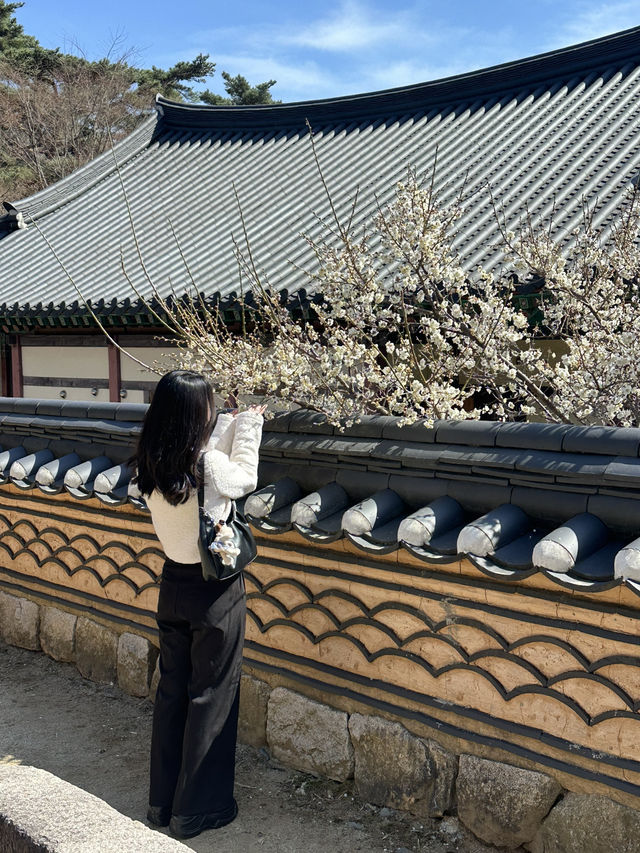 【韓国/大邱】日本人のプロが選んだ絶景30選のうちの一つ！