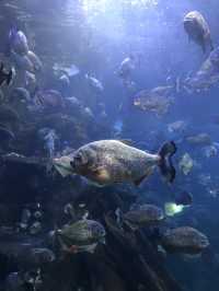 Sea World Ancol, Samudra and Bird Park
